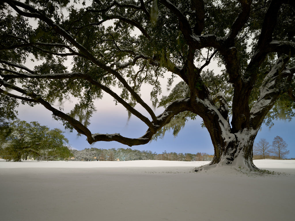 Aubier - Timed Edition