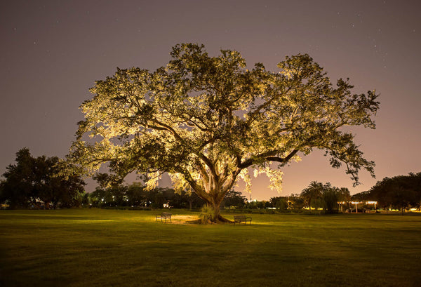 Wind Chime Tree